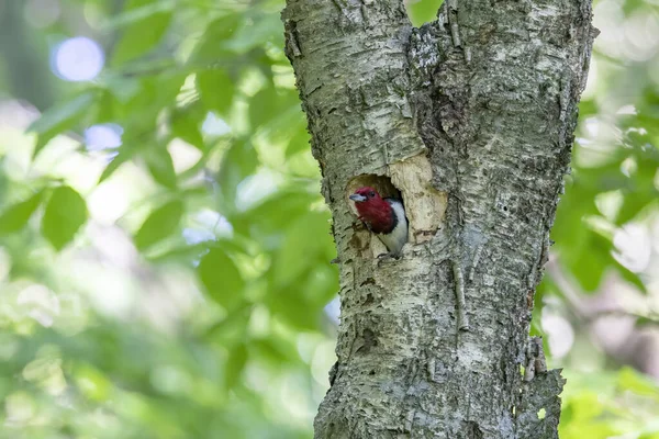 Рыжий Дятел Melanerpes Erythrocephalus Приносит Пищу Детей Полость Гнездования — стоковое фото