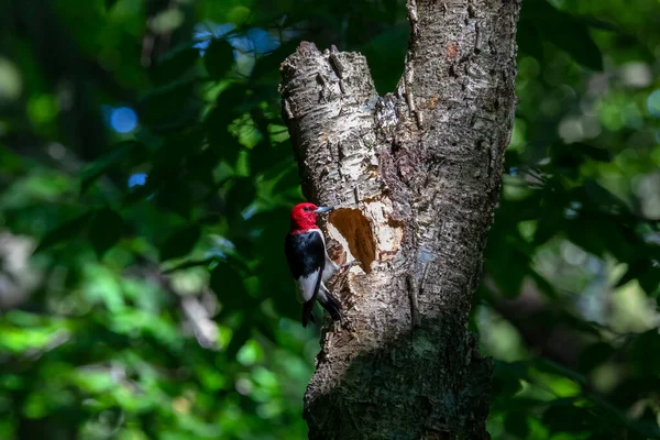 Pica Pau Cabeça Vermelha Melanerpes Erythrocephalus Trazendo Comida Para Jovens — Fotografia de Stock