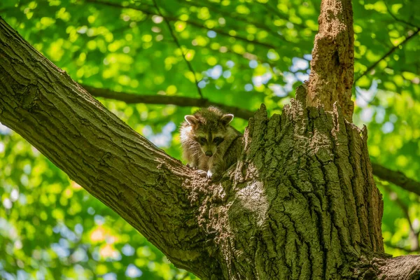 Raccoon Procyon Lotor Tree State Park — Stock Photo, Image