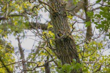 Yuvalama sırasında Büyük Tepe Sinekkapanı (Myiarchus crinitus)