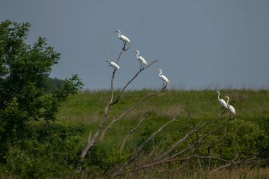 Karlı balıkçıl (