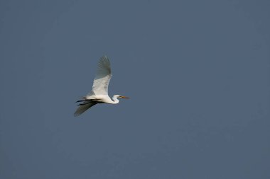 Uçan küçük bir balıkçıl (Egretta thula) balıkçıldır.