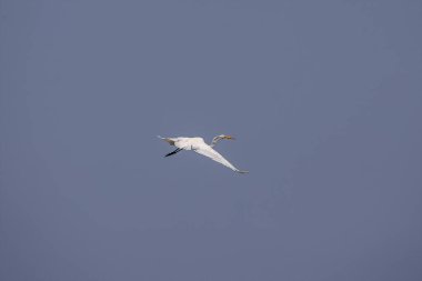 Uçan küçük bir balıkçıl (Egretta thula) balıkçıldır.