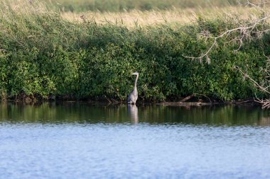 Büyük Mavi Balıkçıl (