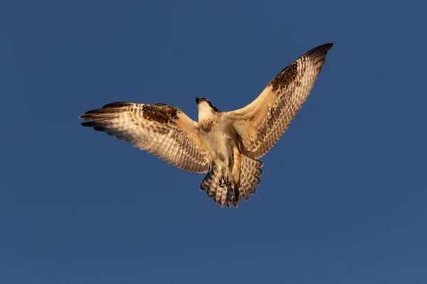 Western Osprey Pandion Haliaetus Flight — Stock Photo, Image