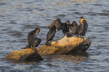 Çift tepeli karabataklar (Phalacrocorax aurituson)