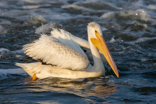 Pelícano Blanco Americano Río Fox Wisconsin — Foto de Stock