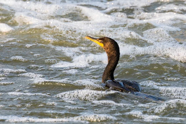 Cormoran Aigrettes Phalacrocorax Auritus Sur Rivière — Photo