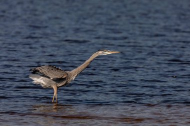 Genç mavi balıkçıl