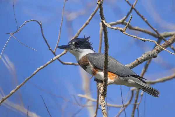 Belted Kingfisher Megaceryle Alcyon Belted Kingfisher Official Mascot Uiuc Illinois — Stock Photo, Image