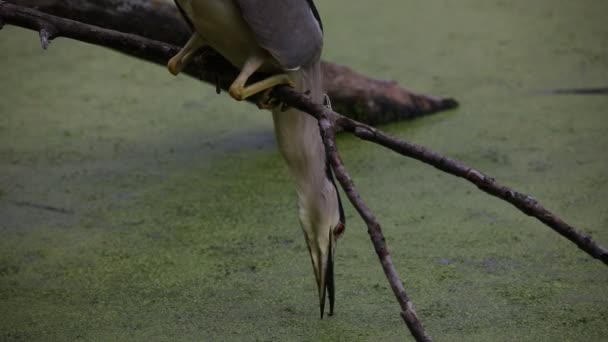 Garça Noite Coroada Preto Nycticorax Nycticorax Caça — Vídeo de Stock