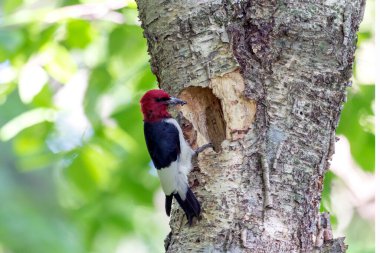 Kızıl başlı ağaçkakan (Melanerpes eritrocephalus) yavrular için yuvadaki boşluğa yiyecek getirir.