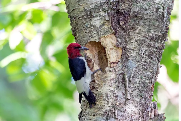 Pájaro Carpintero Cabeza Roja Melanerpes Erythrocephalus Que Lleva Alimentos Para — Foto de Stock