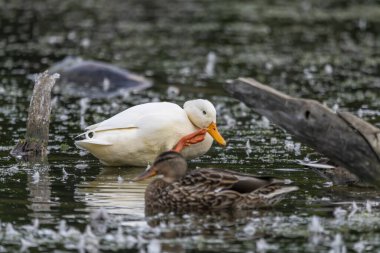 Nadir bulunan beyaz yaban ördeği