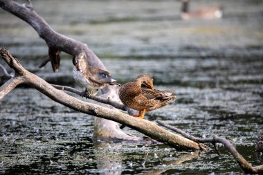 Eğil. Göldeki genç yaban ördeği