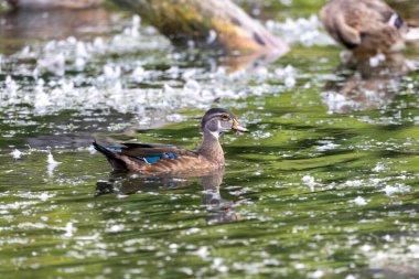Orman ördeği ya da Carolina ördeği (Aix sponsa) parkta