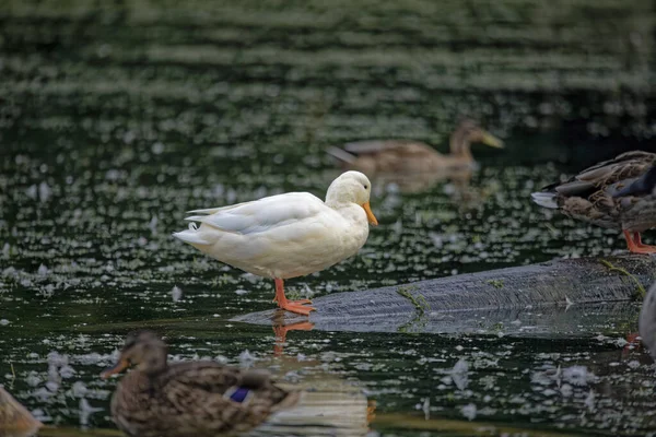 Zeldzame Witte Wilde Eend — Stockfoto