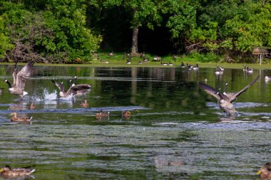 Göldeki Kanada kazı (Branta canadensis)