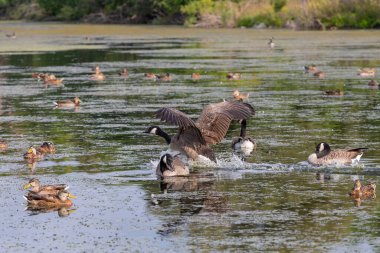 Göldeki Kanada kazı (Branta canadensis)