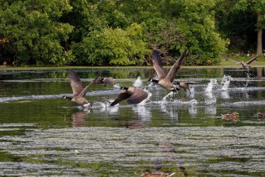 Kanadalı kaz (Branta canadensis) uçuyor