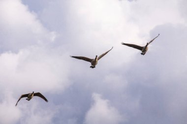 Kanadalı kaz (Branta canadensis) uçuyor