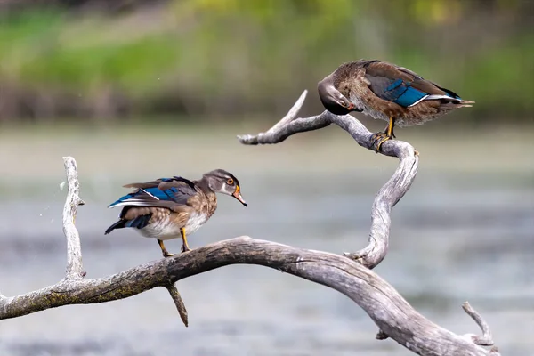 Canard Des Bois Canard Caroline Aix Sponsa Dans Parc — Photo