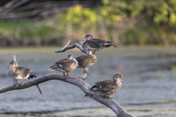 Wood Duck Carolina Duck Aix Sponsa Park — 图库照片