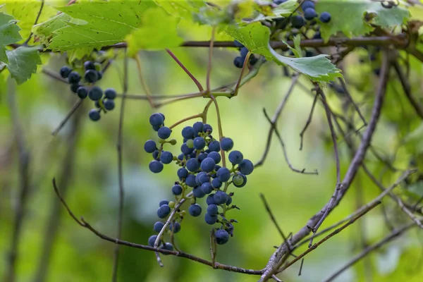 Vigne Sauvage Vitis Riparia — Photo