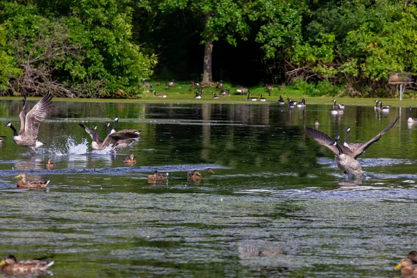 Kanadská Husa Branta Canadensis Jezeře — Stock fotografie