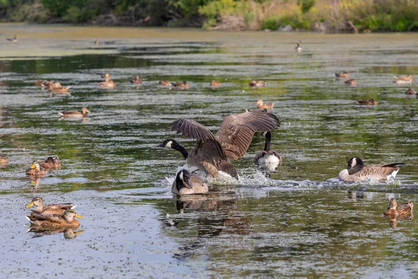 湖上的加拿大鹅 Branta Canadensis — 图库照片