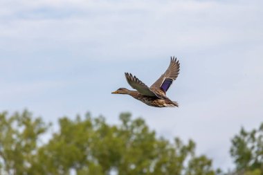 Kuş. Uçan yaban ördeği