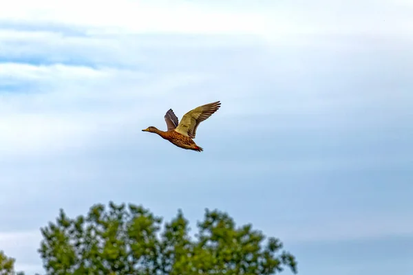 Canard Jeune Canard Colvert Sur Lac — Photo