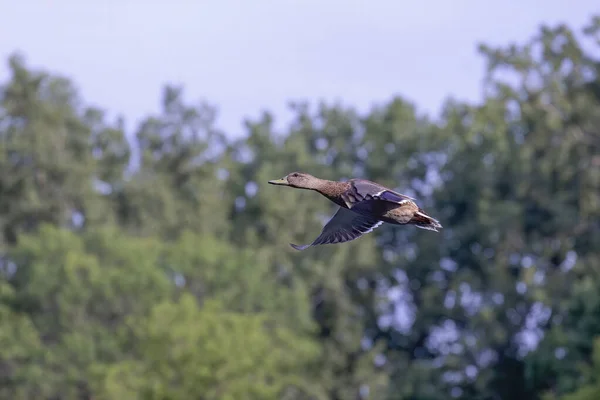 Vogel Die Stockente Flug — Stockfoto