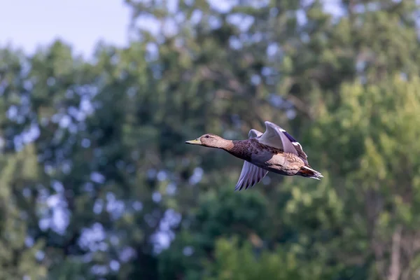 Bird Ánade Real Vuelo — Foto de Stock