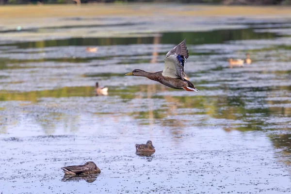 Vogel Die Stockente Flug — Stockfoto