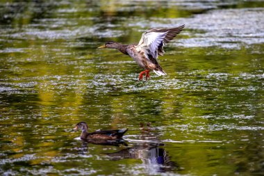 Kuş. Uçan yaban ördeği