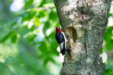 Kızıl başlı ağaçkakan (Melanerpes eritrocephalus) yavrular için yuvadaki boşluğa yiyecek getirir.