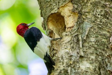 Kızıl başlı ağaçkakan (Melanerpes eritrocephalus) yavrular için yuvadaki boşluğa yiyecek getirir.