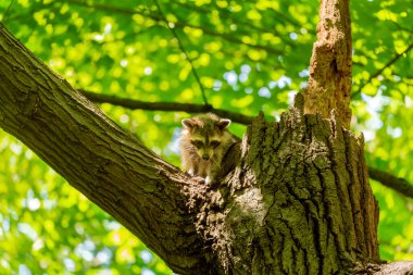Eyalet parkında bir ağaçtaki rakun (Procyon lotor)