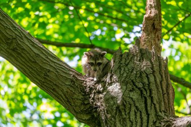 Eyalet parkında bir ağaçtaki rakun (Procyon lotor)