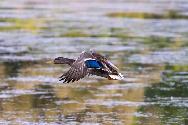 Oiseau Canard Colvert Vol — Photo