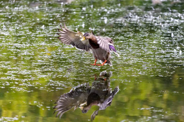 Vogel Die Stockente Flug — Stockfoto