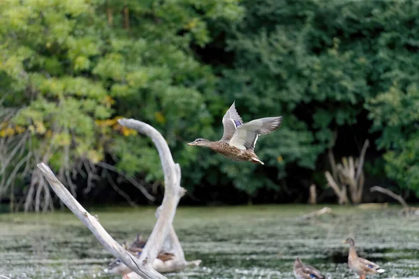 Bird Mallard Duck Flight — Stock Photo, Image