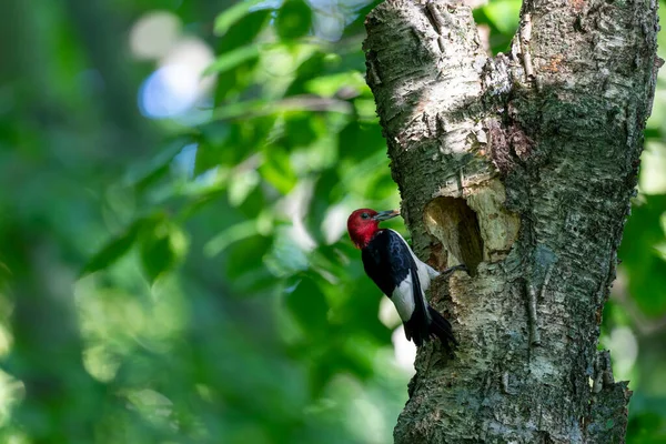 Pic Tête Rouge Melanerpes Erythrocephalus Apporte Nourriture Aux Jeunes Dans — Photo