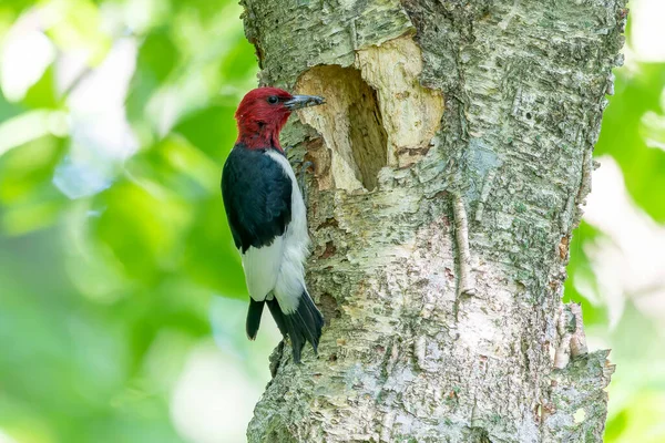 Pic Tête Rouge Melanerpes Erythrocephalus Apporte Nourriture Aux Jeunes Dans — Photo