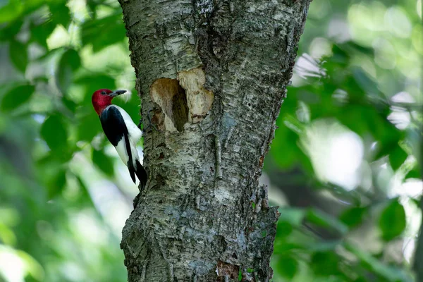 Der Rotkopfspecht Melanerpes Erythrocephalus Bringt Nahrung Für Die Jungen Die — Stockfoto