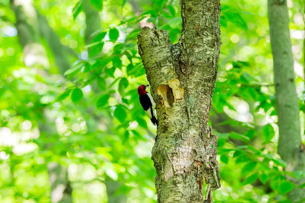 Pic Tête Rouge Melanerpes Erythrocephalus Apporte Nourriture Aux Jeunes Dans — Photo