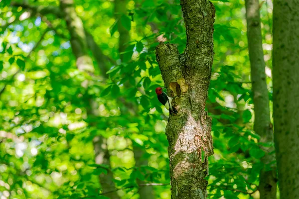 Pic Tête Rouge Melanerpes Erythrocephalus Apporte Nourriture Aux Jeunes Dans — Photo