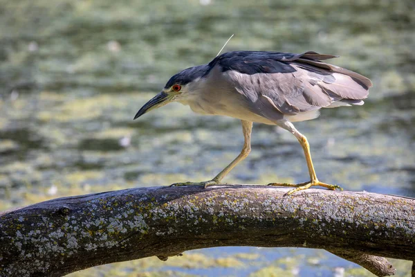 Zwart Gekroonde Nachtreiger Het Moeras — Stockfoto