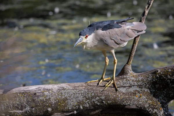 Der Schwarzkronenreiher Auf Dem Sumpfgebiet — Stockfoto